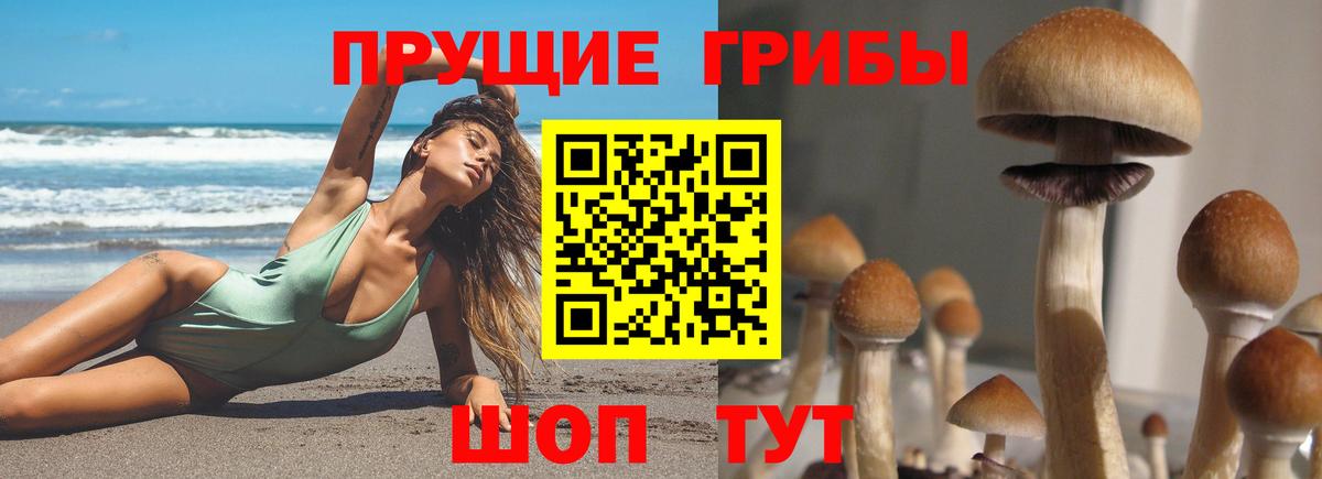Псилоцибиновые грибы Psilocybine cubensis  Вход с VPN  Алексеевка 